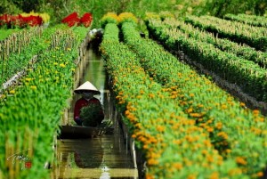 Immersed In The Poetic Beauty Of Sa Dec Flower Village