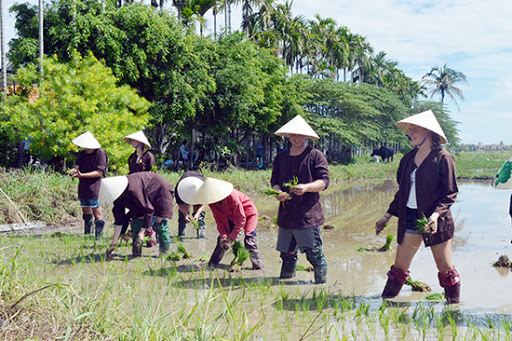 Planting rice