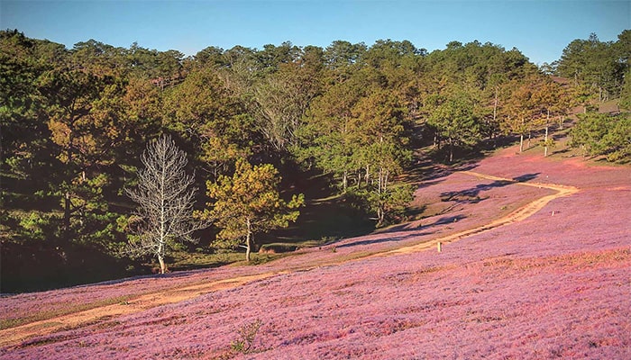 Pay a visit to Dalat in November to feel the early winter 