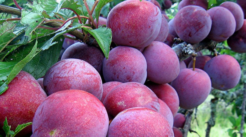 Ripe plums in Moc Chau