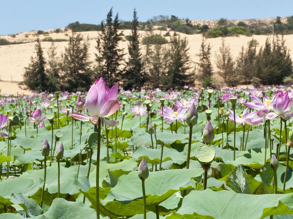 Bau Trang in lotus season