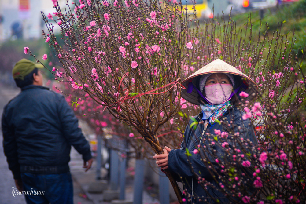 Peach blossom dye streets in pink in the North