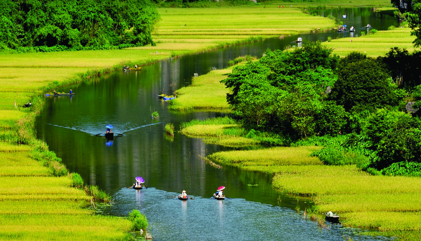 Honey-color rice fields carpeting the rivers' banks in harvesting season