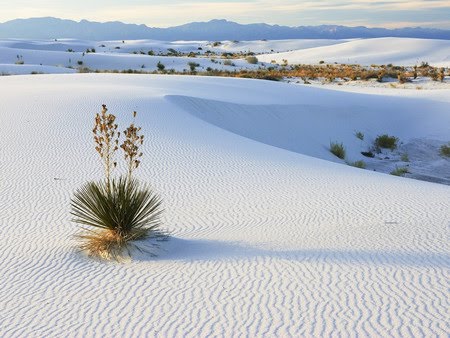 The pristine beauty of the white sand dunes