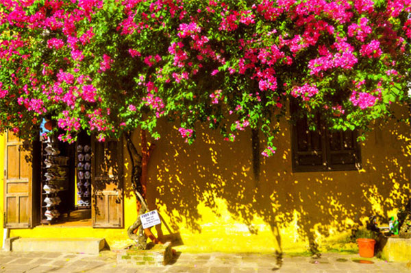 Colorful flowers hang on to an yellow wall in Hoi An