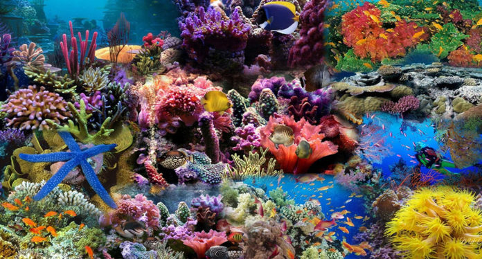 Colorful coral reefs under water