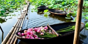 Vietnam Beauty Via Lotus Flower Lakes In The Whole Country Part 1