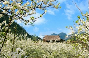 Explore natural beauty and ethnic culture of Bac Ha, Lao Cai