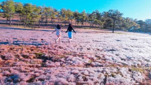 Dalat Pink Grass Hill – Snowy Hill