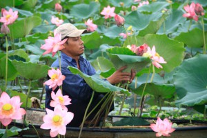 Beautiful lotus flowers in Hue
