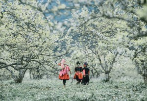 Moc Chau paradise of plum blossoms