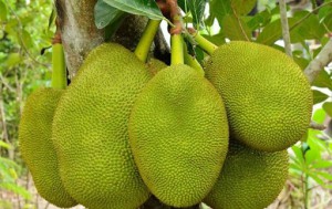 Jackfruit is one of fantastic fruits in Vietnam