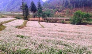 Tam giac mach-Buckwheat flower season, a romance in the Northpole of Vietnam
