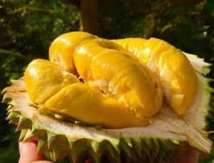 Vietnamese fruit: Durian, fantastic or terrible?